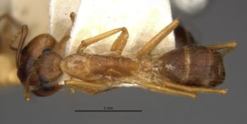 Media type: image;   Entomology 21478 Aspect: habitus dorsal view